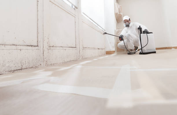 Black mold remediation team in Kimberton